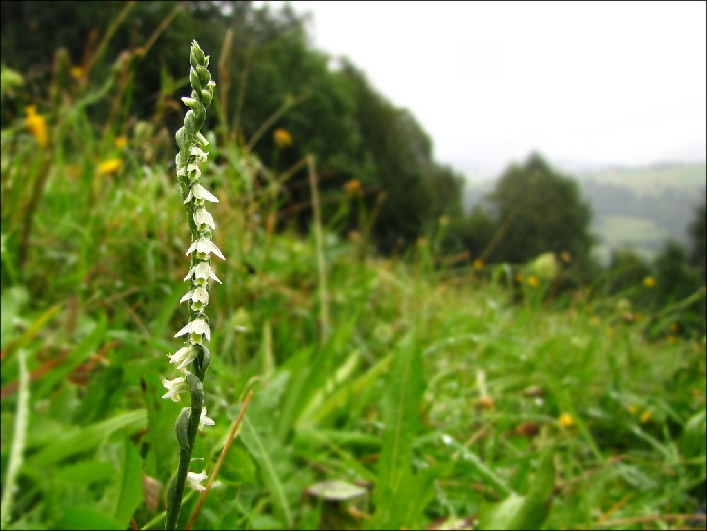 Spiranthes Spiralis